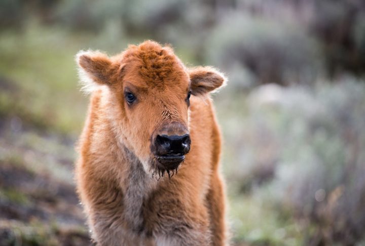 A bison calf.