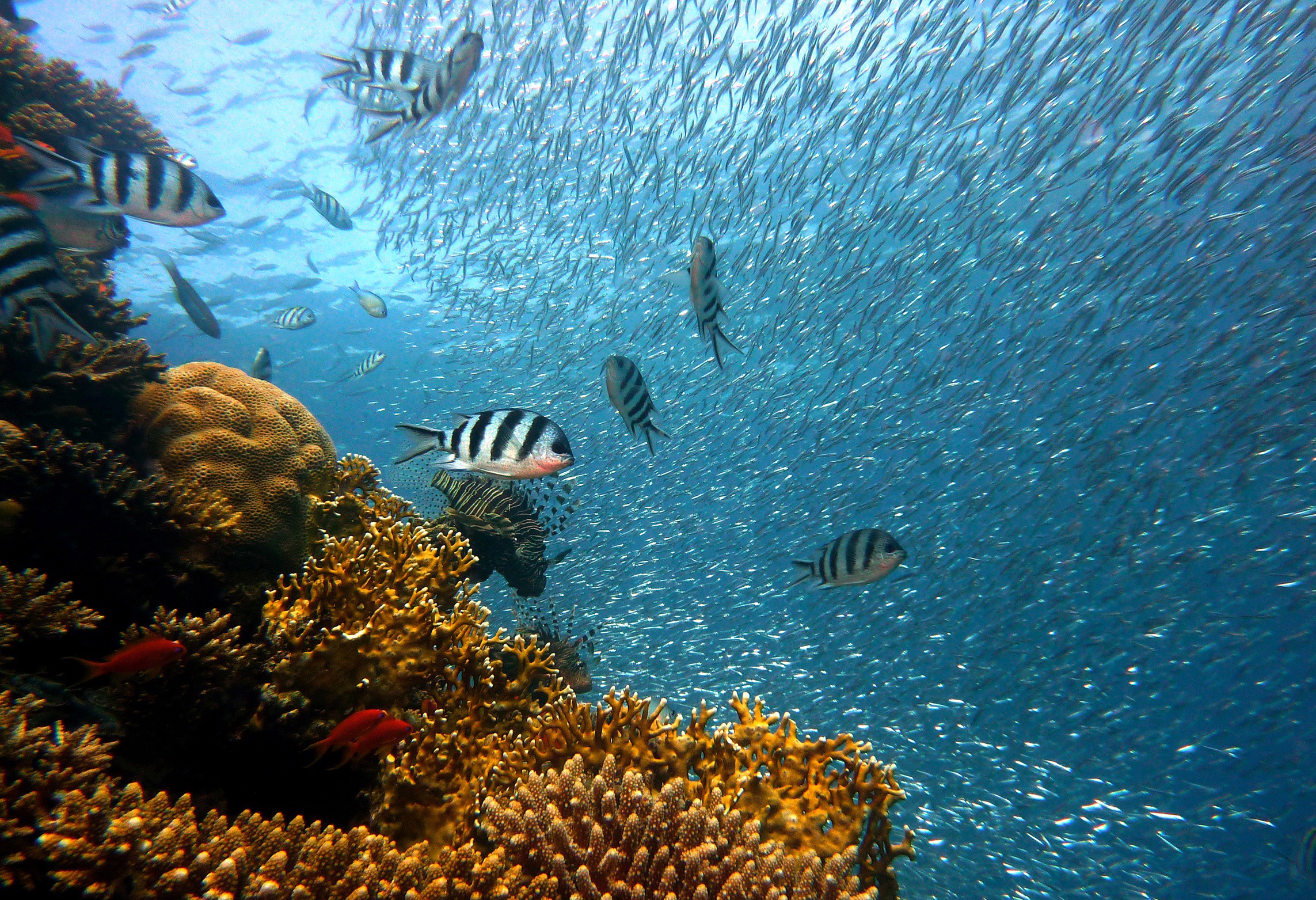 corals with sargo fish