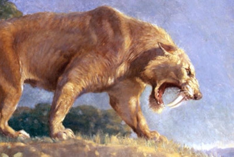 draw of sabre-toothed cat