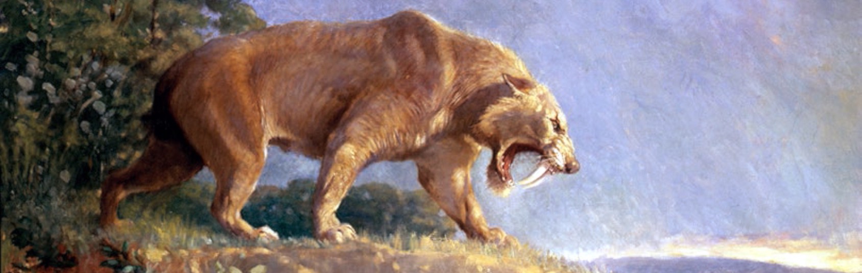 draw of sabre-toothed cat