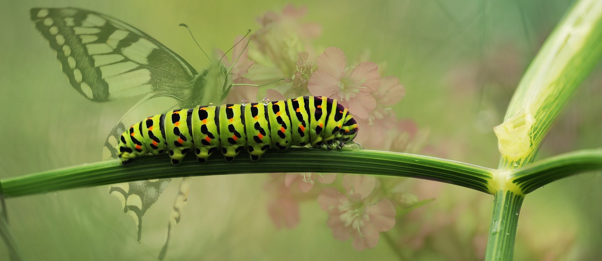 Caterpillar on stem