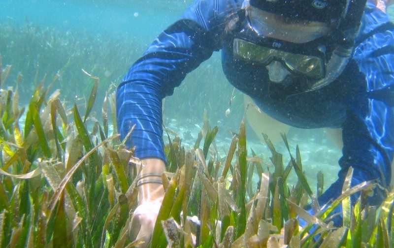 a diver explores coral feefs in Guam, blue suit