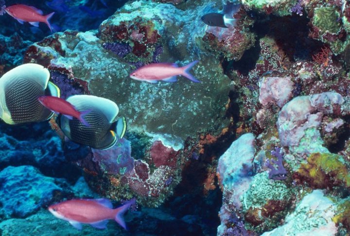 different fish swimming around corals