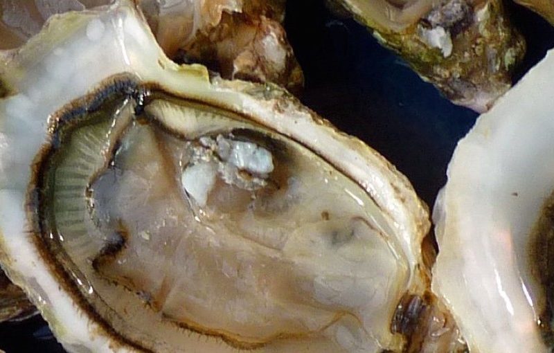 oyster shells