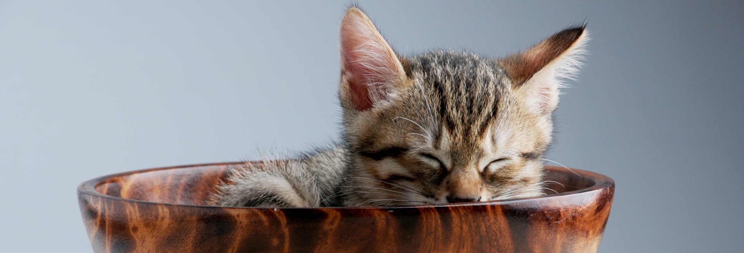 cat sleeping in a brown bowl