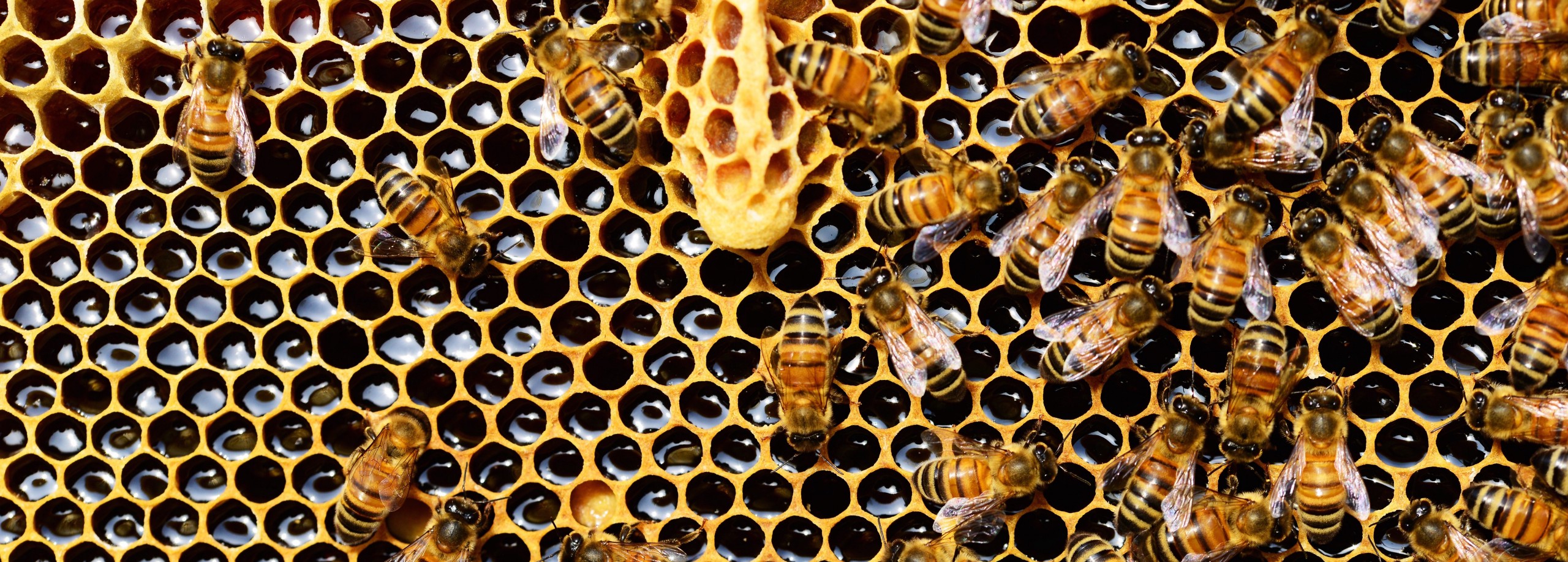 38/5000 bees working on their honeycomb