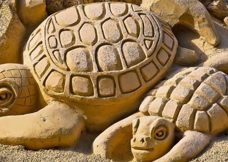 sand turtles