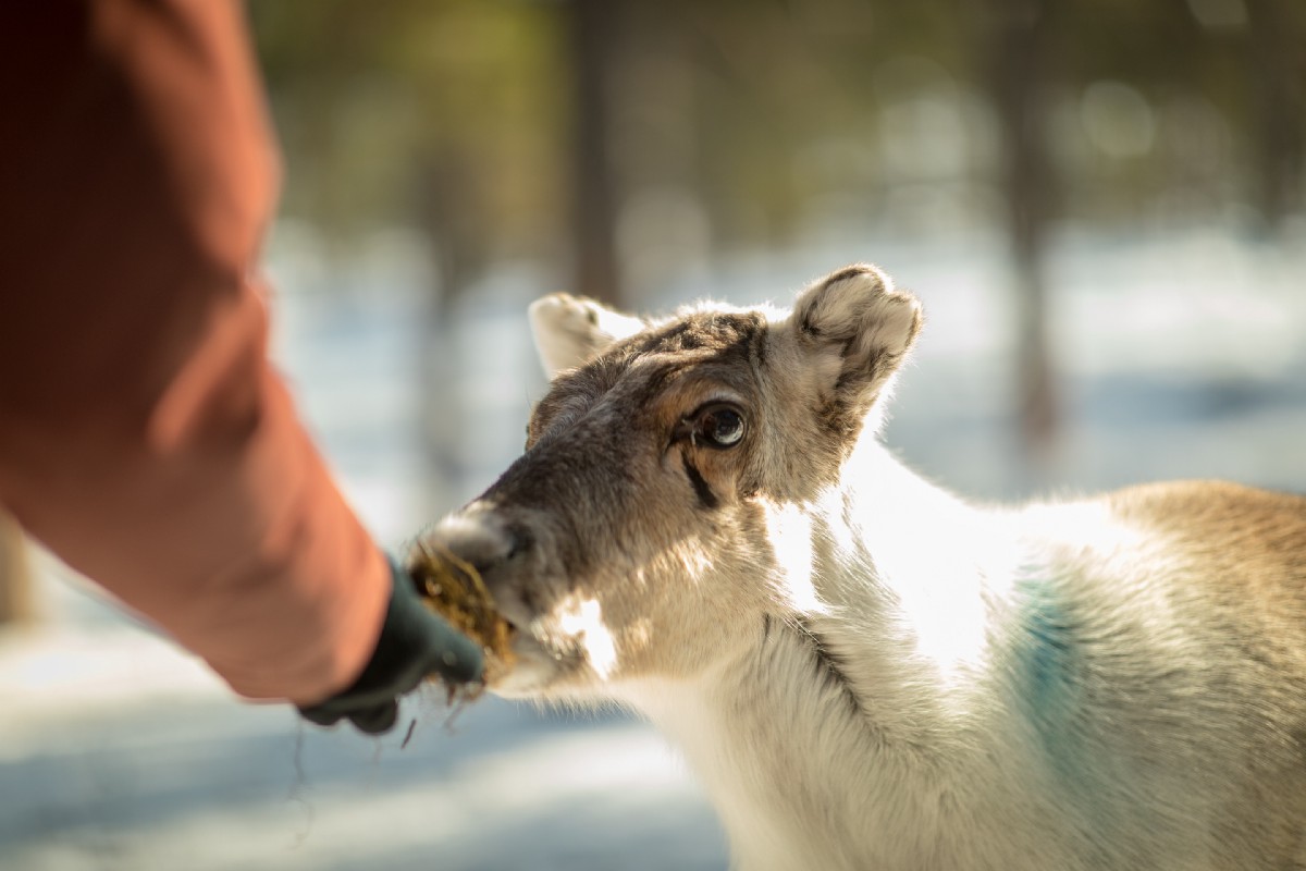 hand feeds young reindeer