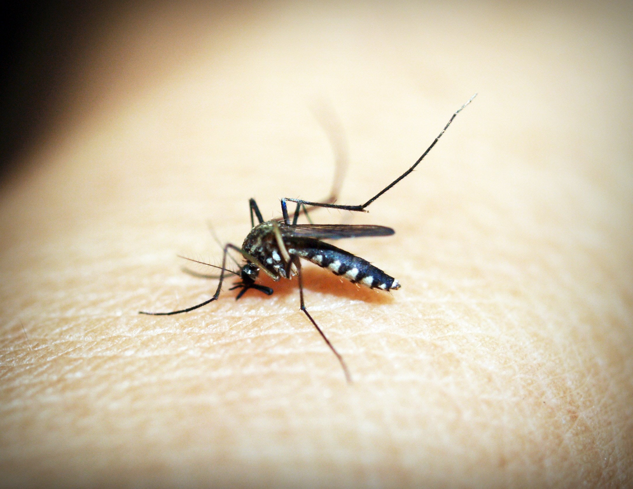 Climate Change Mosquitos Nexus Media News