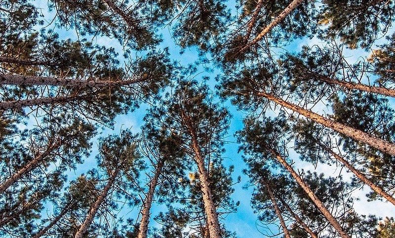 Looking up at trees