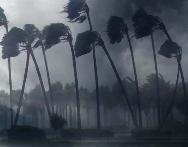 palm trees blowing with the hurricane wind