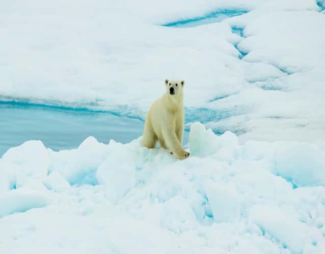 polar bear over rocks of ice