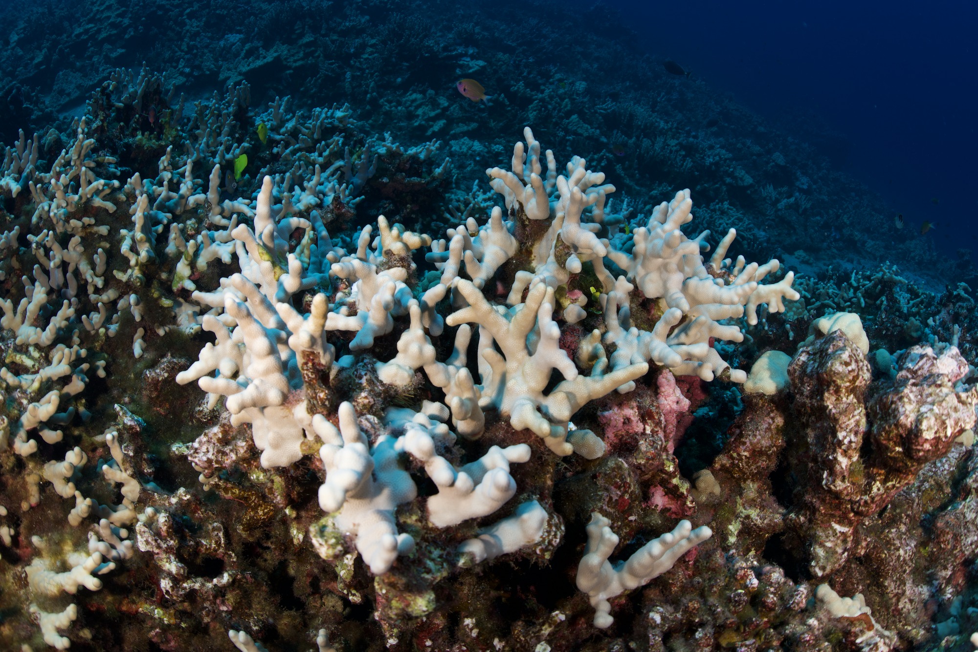 coral reefs hawaii imaging climate change
