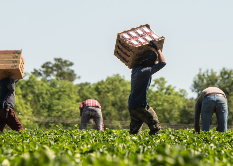 USDA photo of farmworkers by Lance Cheung.