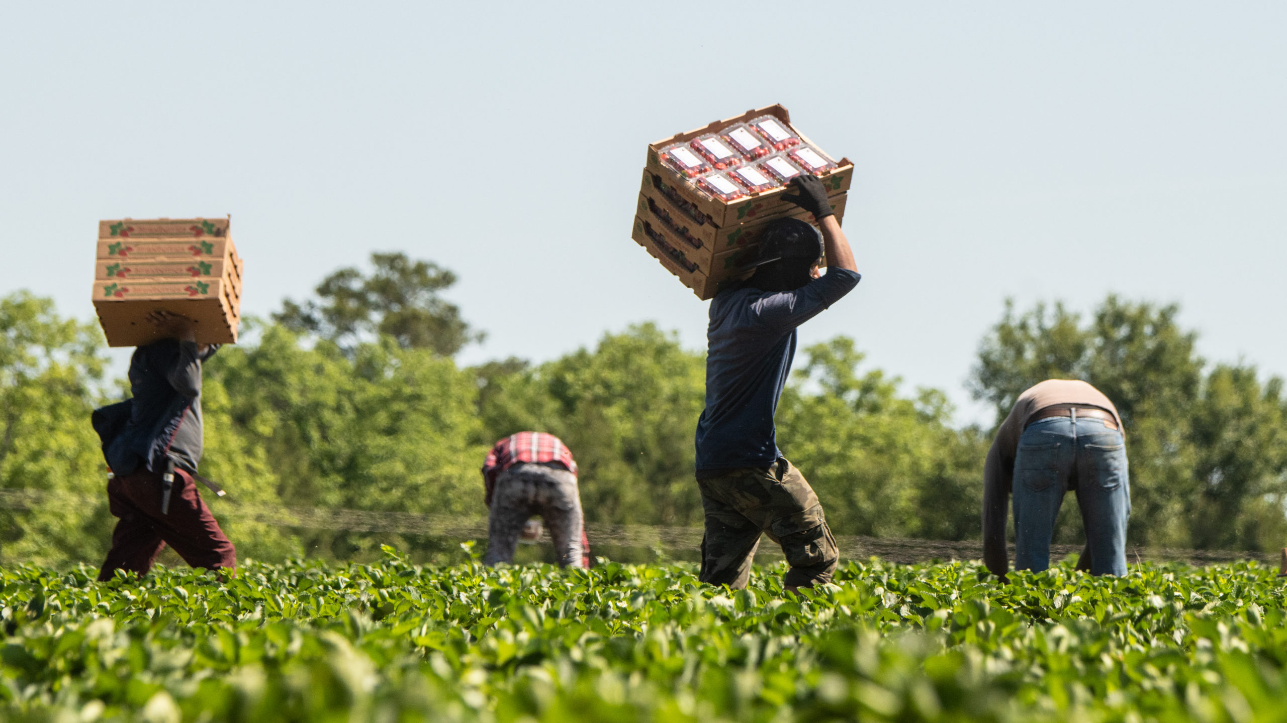 USDA photo of farmworkers by Lance Cheung.