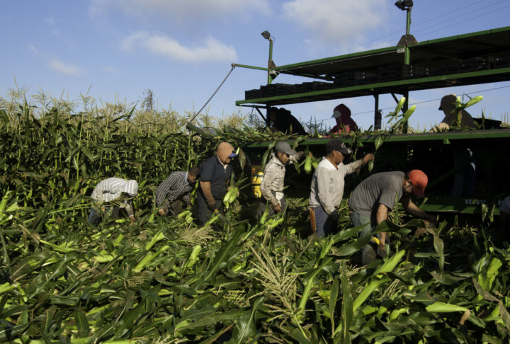 Migrant Farm Workers-California Uesugi Farms Gilroy California