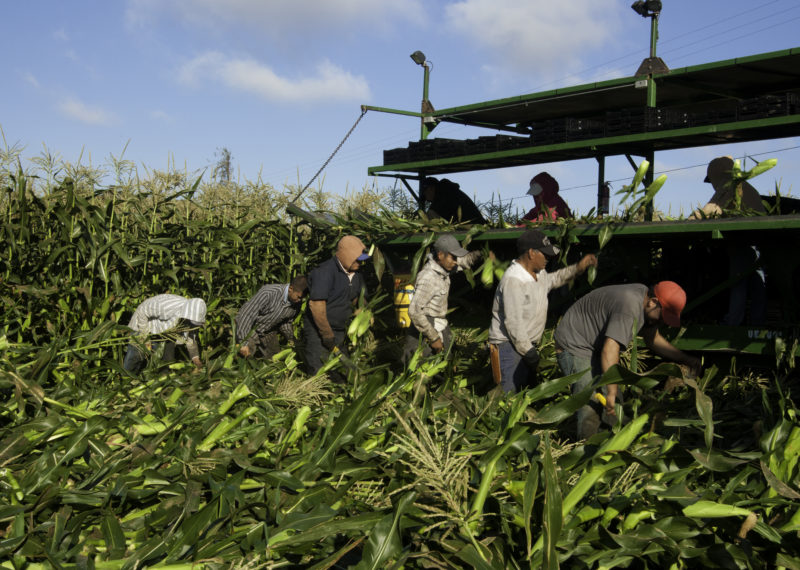 Migrant Farm Workers-California Uesugi Farms Gilroy California