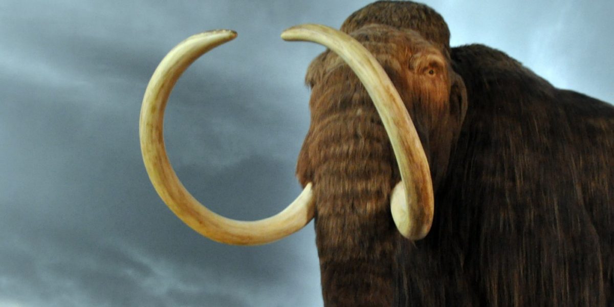 Woolly mammoths disappeared between 14,000 and 10,000 years ago due to a combination of hunting and climate change. Source: Royal BC Museum Woolly Mammoth