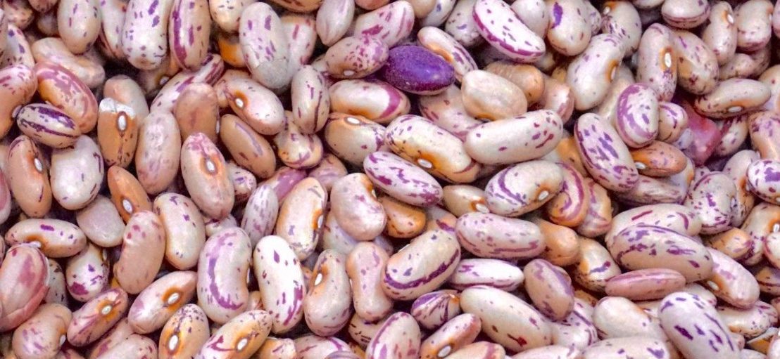 pile of white Beans