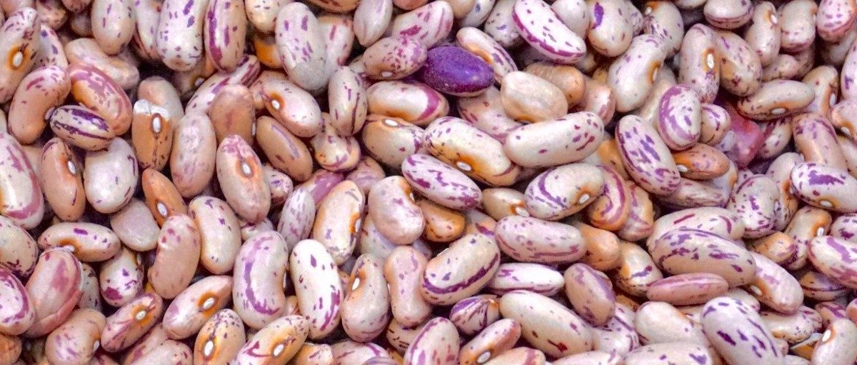 pile of white Beans