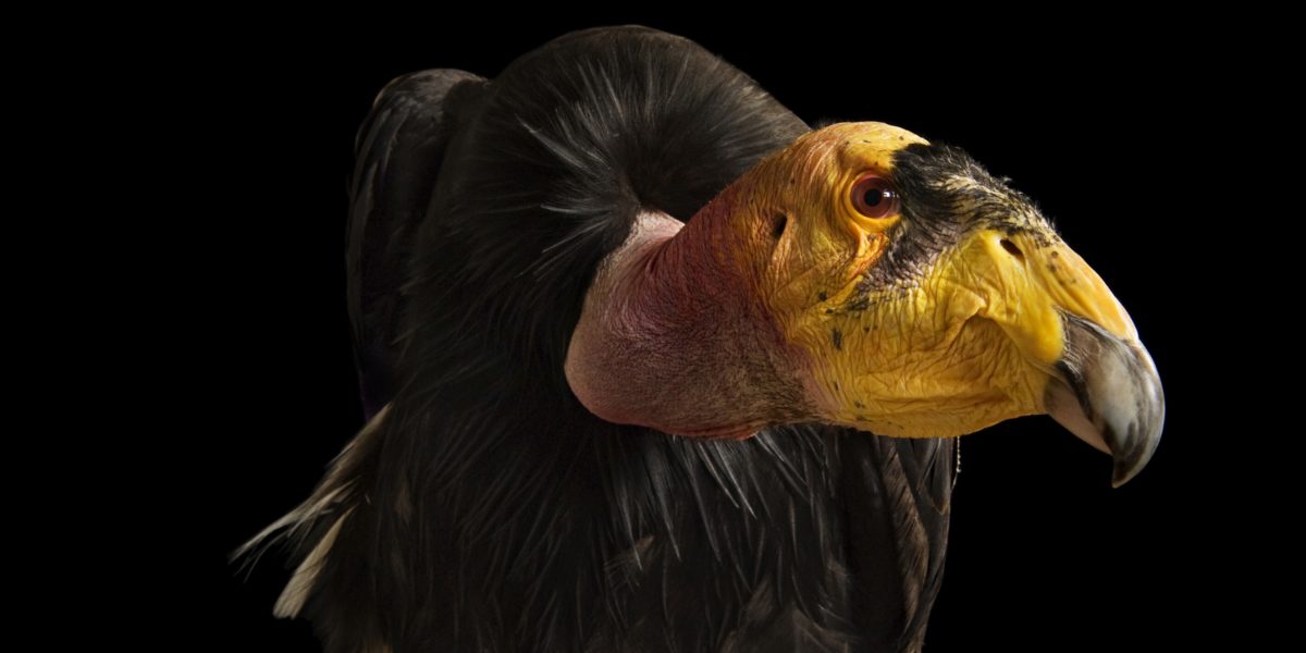 a california condor black background