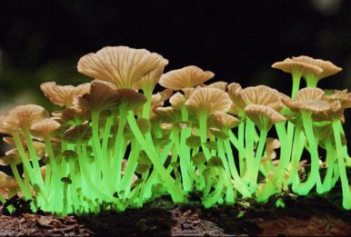 Bioluminescent mushrooms, black background