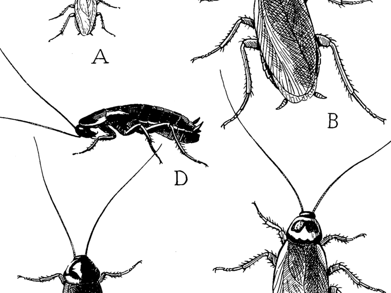 The German roach (A), American cockroach (B), the Australian cockroach (C), wingless female of the Oriental roach (D) and winged male of the Oriental roach (E). Source: United States Department of Agriculture