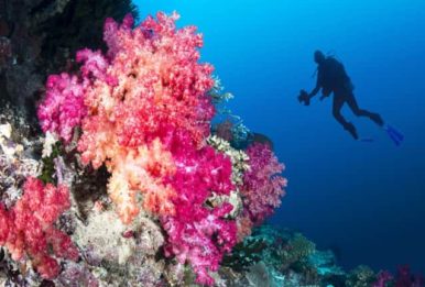ocean coral reef with scuba in the background