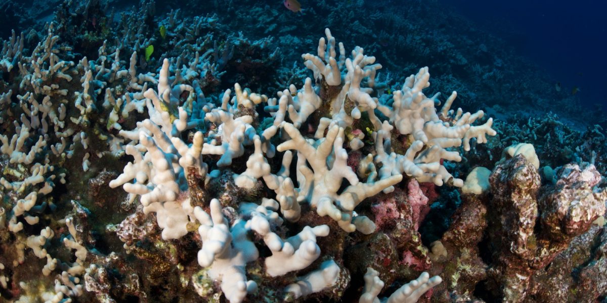 coral reefs hawaii imaging climate change