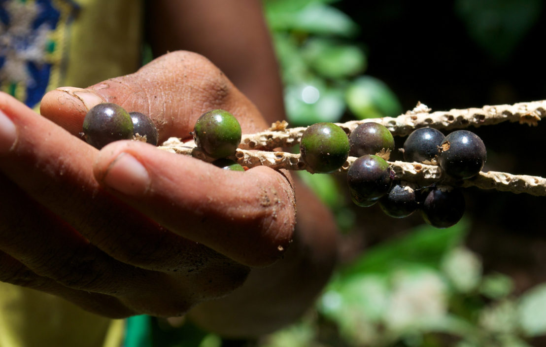 An açaí harvester in the Amazon shows the fruits of his labor. 

Credit: Kate Evans/CIFOR