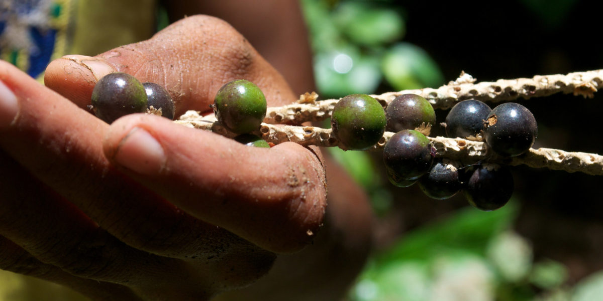 An açaí harvester in the Amazon shows the fruits of his labor. 

Credit: Kate Evans/CIFOR