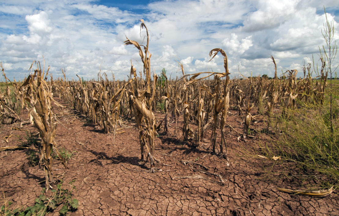 Corn shows the affect of drought in Texas. Credit: USDA photo by Bob Nichols via link text