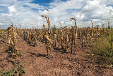 Corn shows the affect of drought in Texas. Credit: USDA photo by Bob Nichols via link text