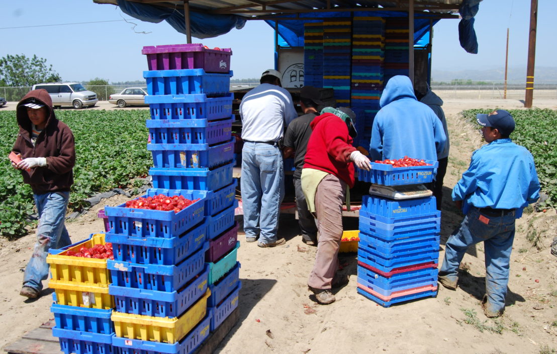 Farm workers in Springville, California. Credit: Andrew Rittenburg via Flickr