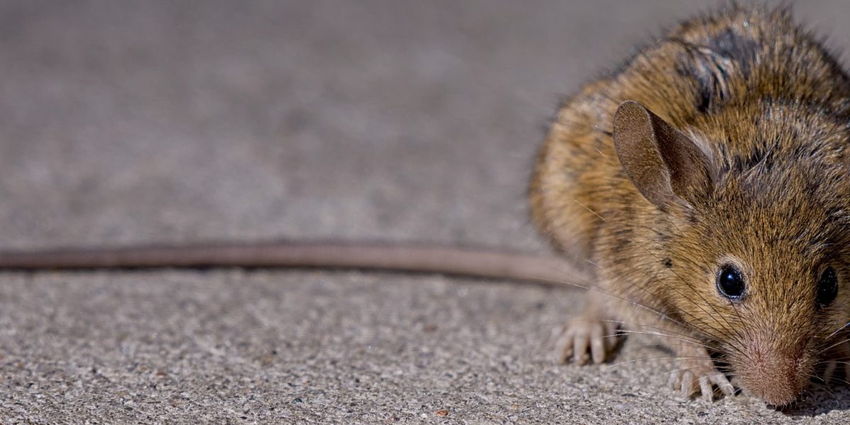 A brown rat in New York City. Source: G. Scott Segler
