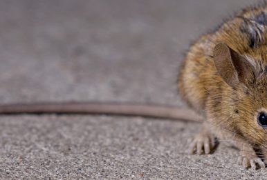 A brown rat in New York City. Source: G. Scott Segler