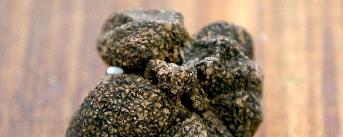 A black truffle. Source: Glen MacLarty