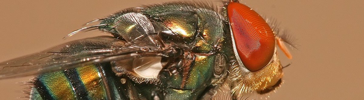A chrysomya megacephala, commonly known as a blow fly. Source: Muhammad Mahdi Karim