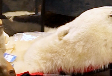 A stuffed polar bear kept in the National Wildlife Property Repository. Source: Nexus Media
