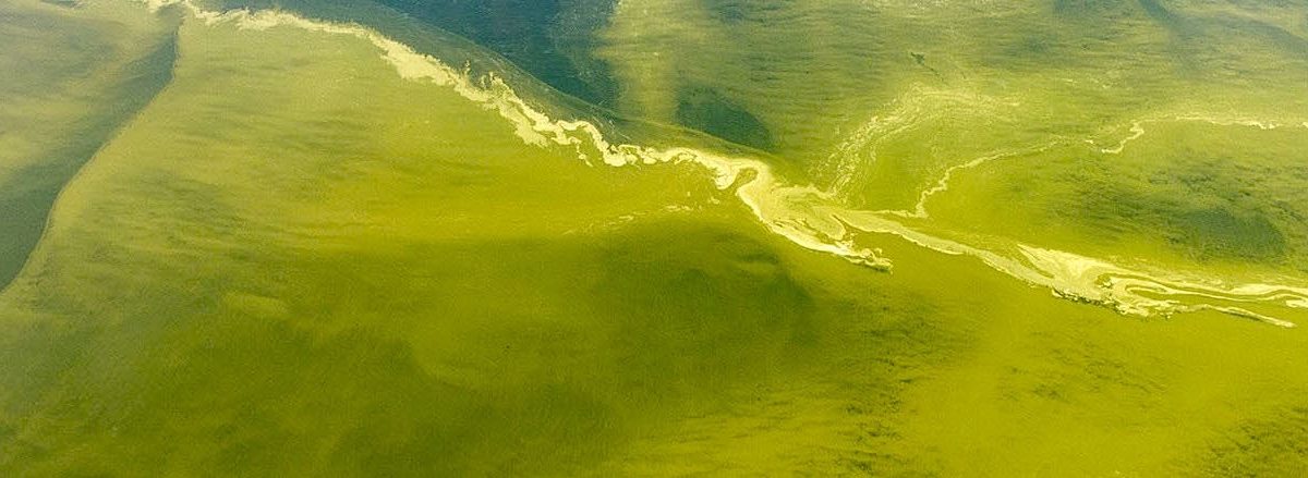 Algae bloom in Lake Erie, September 2017. Source: NOAA