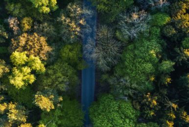A forest, as captured by a drone. Source: Pexels