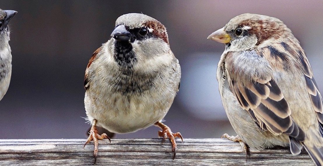 Sparrows. Source: Pixabay