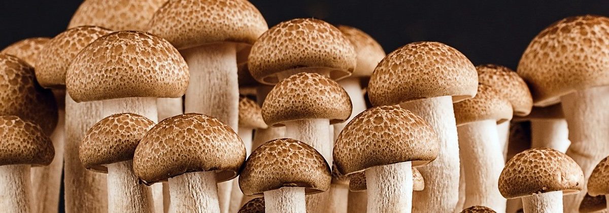 Mushrooms. Source: Pixabay