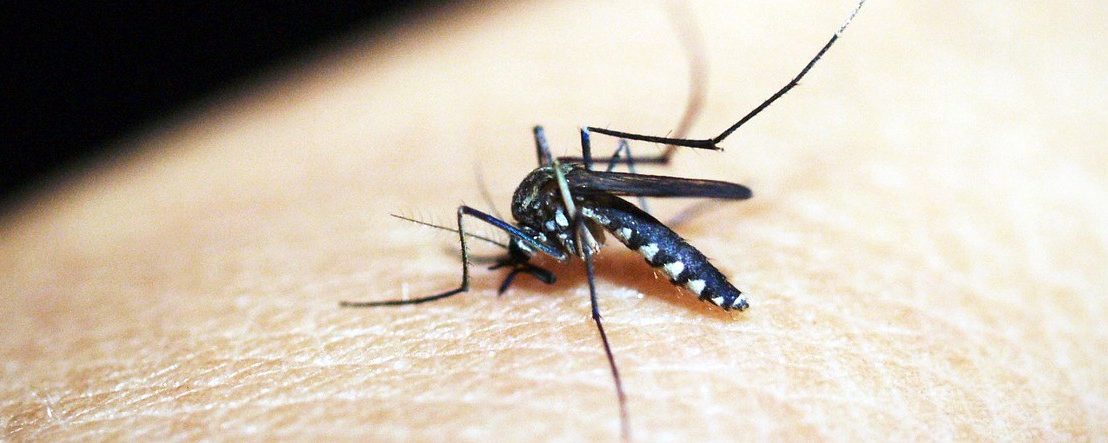 Mosquito on skin. Source: Pixabay