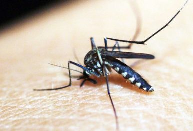 Mosquito on skin. Source: Pixabay