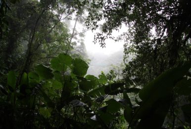 Tropical Forests Nexus Media News