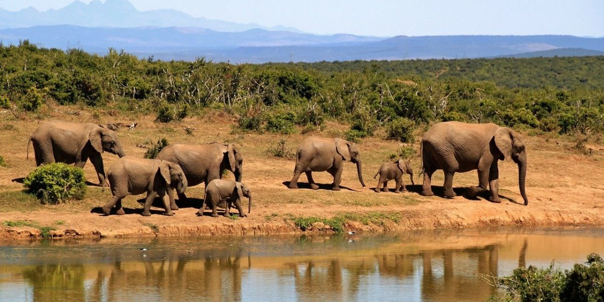 A herd of elephants. Source: Pixabay