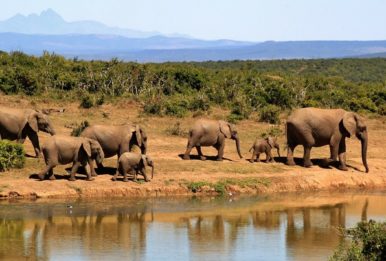 A herd of elephants. Source: Pixabay