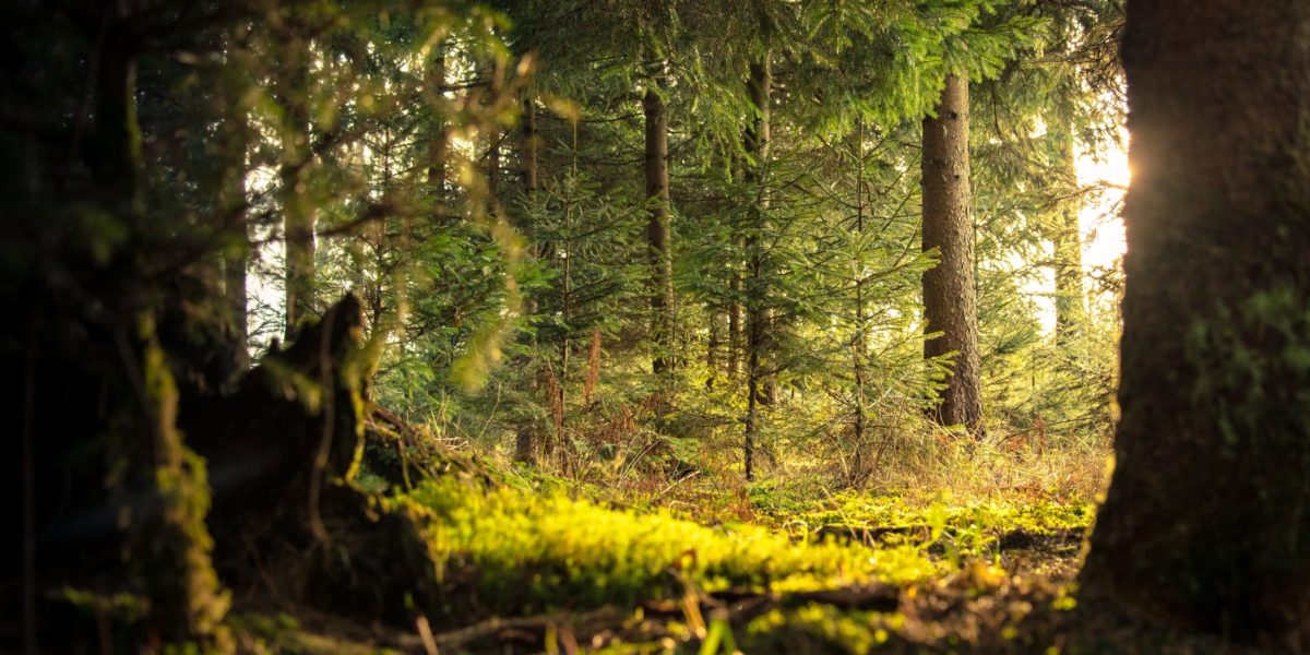 A forest. Source: Pexels