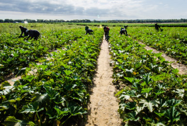 Migrant farm workers in field